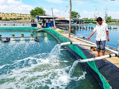 Nước biển vào tới hồ nuôi trồng thủy sản.