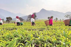 Lai Châu có thế mạnh phát triển nông nghiệp gắn với công nghiệp chế biến để tỉnh vươn lên bền vững.