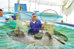 Mô hình trồng rau thủy canh kết hợp nuôi cá hữu cơ tại Công ty TNHH Nông sản Đồng Tháp AQUA, xã Lấp Vò, tỉnh Đồng Tháp.