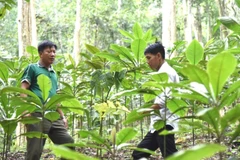 Trồng cây dược liệu dưới tán rừng tại huyện Tương Dương, Nghệ An. (Ảnh: HOÀI THU)