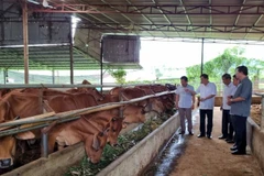 Hợp tác xã Toàn Phát (Sơn La) nuôi hàng trăm con bò nhưng vẫn không gây mùi hôi từ chất thải nhờ đệm lót sinh học. (Ảnh: TUỆ LINH)
