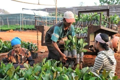 Người dân phường Tân Lập, tỉnh Đắk Lắk, chọn giống để phát triển vùng trồng cà-phê. (Ảnh: NGUYỄN ĐĂNG)