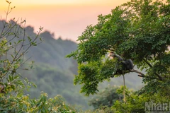 Hình ảnh các gia đình linh trưởng quây quần trên đỉnh rừng già dưới ánh hoàng hôn tạo nên một vẻ đẹp yên bình và đầy sức sống.