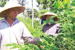 Nông dân xã Cẩm Mỹ (Đồng Nai) nhổ bỏ cây sắn bị nhiễm bệnh khảm lá. (Ảnh: TTXVN)