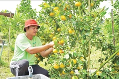 Nông dân Đồng Tháp chăm sóc cây quýt hồng