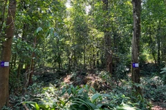 Cây Trội được gắn mã QR tại Bắc Hải Vân.