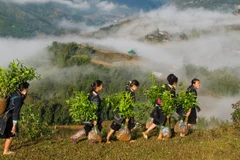 Mùa xuân là Tết trồng cây.