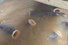 Bầy cá hô há to miệng hút mồi.