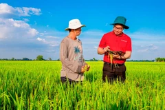 Agribank đẩy mạnh cho vay liên kết sản xuất, chế biến và tiêu thụ sản phẩm lúa gạo chất lượng cao và phát thải thấp vùng Đồng bằng sông Cửu Long. (Ảnh: HƯƠNG ANH)