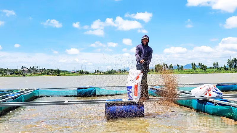 Nuôi cá lồng bè mang lại thu nhập ổn định cho người dân xã Cửu An.
