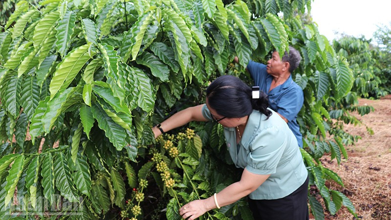 Nhờ công tác "Dân vận khéo" nhiều hộ dân trên địa bàn xã Đức Cơ vươn lên thoát nghèo bền vững.