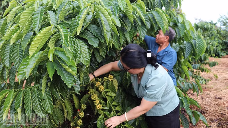 Nhờ công tác "Dân vận khéo" nhiều hộ dân trên địa bàn xã Đức Cơ vươn lên thoát nghèo bền vững.
