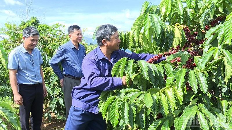 Chi bộ Đội 6, Đảng bộ Công ty TNHH MTV Cà phê 731 hoàn thành xuất sắc nhiệm vụ sản xuất kinh doanh.