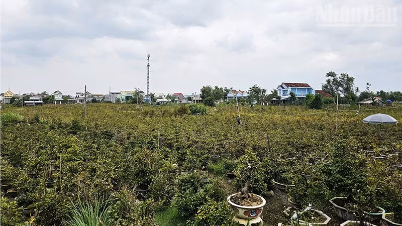 Mai vàng tại Gia Lai sẵn sàng cho vụ Tết Nguyên đán Bính Ngọ 2026.