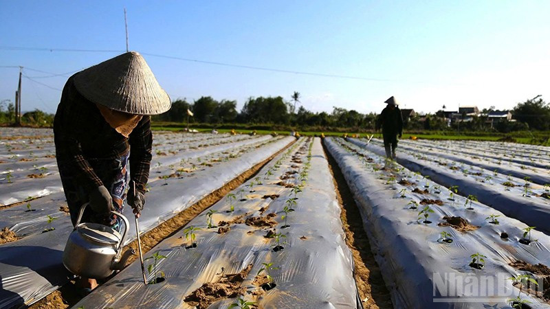 Những cánh đồng ớt ở cuối nguồn sông Kôn, xã Tuy Phước đang được nông dân tất bật chăm sóc để kịp cung ứng cho thị trường Tết.