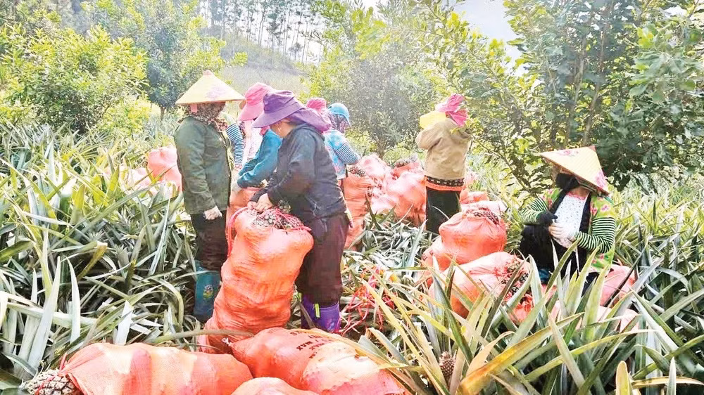 Nông dân xã Pú Nhung thu hoạch dứa trồng xen dưới gốc cây mắc-ca và cây cà-phê.