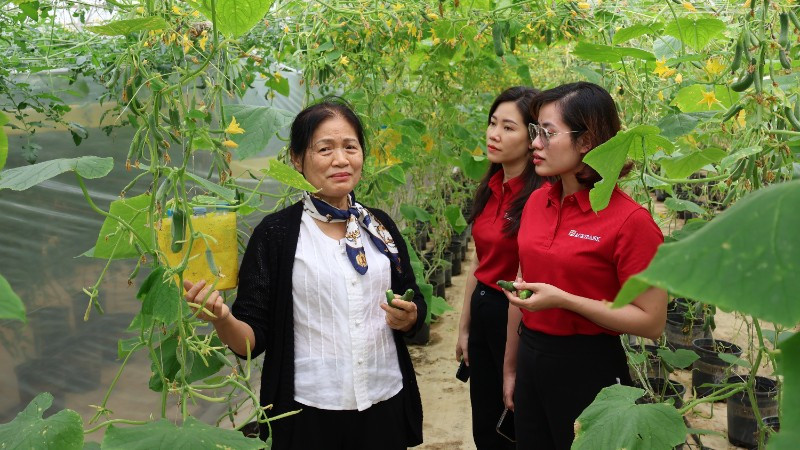 Một mô hình sản xuất nông nghiệp hữu cơ từ nguồn vốn đầu tư của Agribank. anh-2-29-3583.jpg