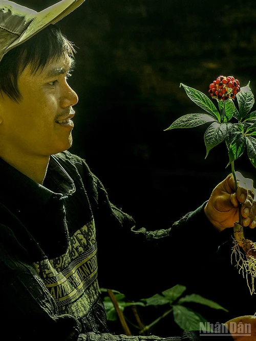 Nâng niu hạt giống sâm Việt.