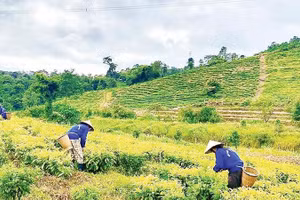 Thu hoạch chè ở Hợp tác xã Đông Trường Sơn, xã Kon Plong.