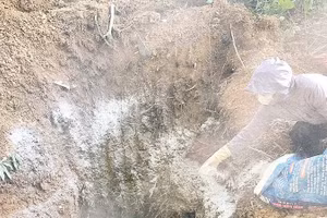 Người dân xã Thanh Nưa rắc vôi bột trong hố trước khi tiêu hủy lợn mắc bệnh dịch tả lợn châu Phi.