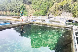 Nghề nuôi cá lồng đang cho người dân khu vực lòng hồ sông Đà thu nhập kinh tế ổn định bền vững.