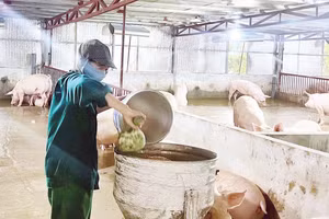 Trang trại chăn nuôi lợn an toàn sinh học của gia đình ông Nguyễn Văn Toàn.