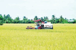 Liên kết sản xuất từ đầu vào đến khi thu hoạch là giải pháp căn cơ giúp nhà nông vùng ngọt Cà Mau giảm thiểu rủi ro, bảo vệ thành quả sản xuất.