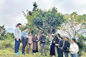 Lãnh đạo thôn Phiêng Phung trao đổi kinh nghiệm phát triển cây chè Shan tuyết với các thôn lân cận.