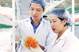 Nuôi cấy dược liệu đông trùng hạ thảo tại một doanh nghiệp ở Lâm Đồng.