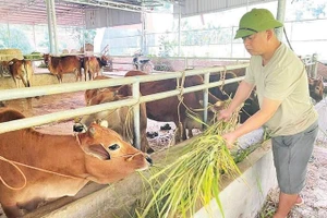 Anh Giàng Văn Tiến chăm sóc đàn bò.