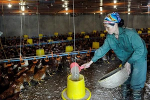 Trang trại chăn nuôi gà thịt tại xã Kiều Phú. (Ảnh ĐĂNG ANH)