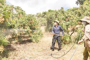 Vườn cây của gia đình ông Nguyễn Văn Binh tạo việc làm ổn định cho khoảng 15 người, từ 60 đến 70 lao động thời vụ.