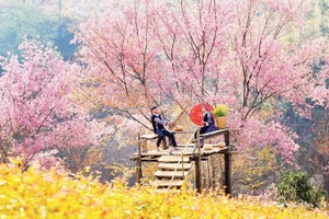 Vào mùa hoa tớ dày, Mù Cang Chải đón khoảng 60.000 - 80.000 lượt khách mỗi tháng.