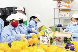 Đóng túi bưởi đỏ Tân Lạc trước khi xuất khẩu.