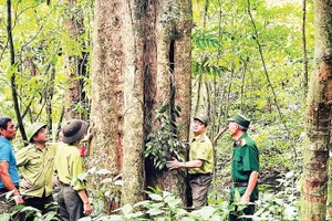 Thời gian qua, nhờ thực hiện hiệu quả công tác phòng chống cháy rừng, rừng tự nhiên ở xã Việt Hồng, tỉnh Lào Cai phát triển tốt.