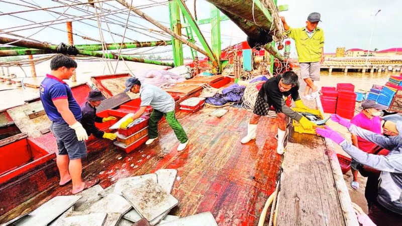 Ngư dân hối hả bốc dỡ hải sản lên bờ bán cho thương lái tại cảng cá chợ Cửa Việt.