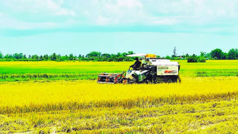 Xã Châu Thới là vùng trọng điểm sản xuất lúa chất lượng cao của tỉnh Cà Mau.