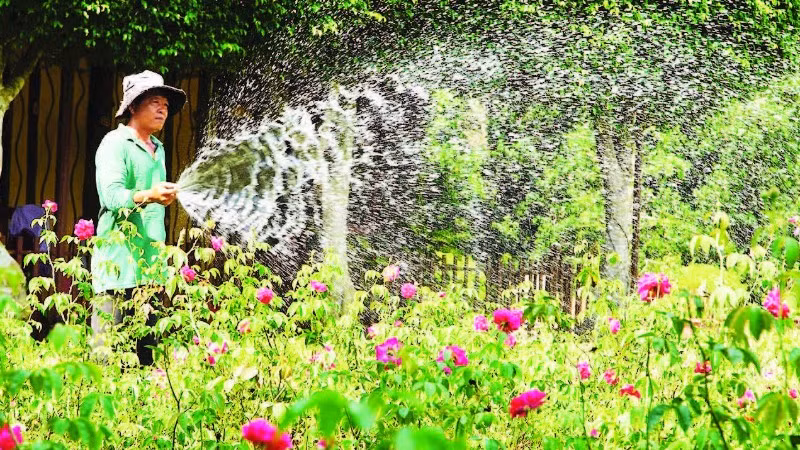 Nông dân tỉnh Đồng Tháp chăm sóc hoa kiểng.