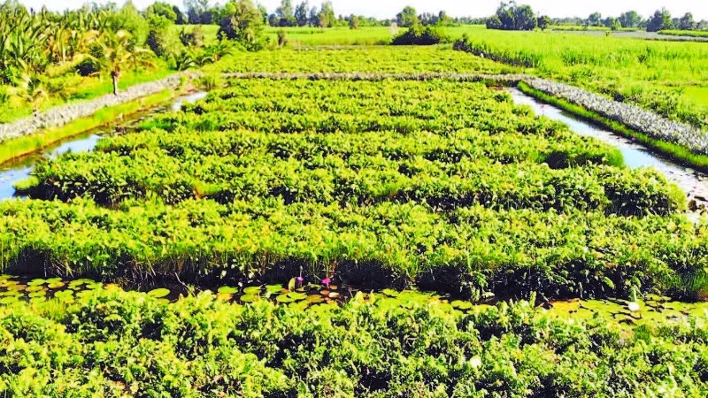 Vườn rau đọt choại nhìn từ trên cao.