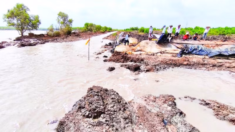 Đất canh tác của người dân khu vực Trảng Tràm 1 bị sóng dữ gây sạt lở phần hậu, làm thất thoát thủy sản trong vuông tôm.