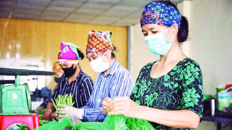 Sơ chế rau sạch tại HTX rau sạch Yên Dũng.