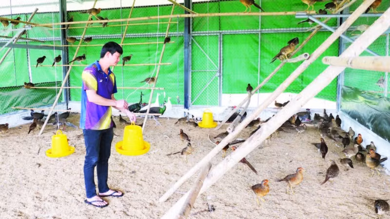 Anh Lưu Duy Đông, thôn Mý, xã Việt Lâm mạnh dạn xây dựng mô hình nuôi chim cảnh, thú rừng cho thu nhập cao.