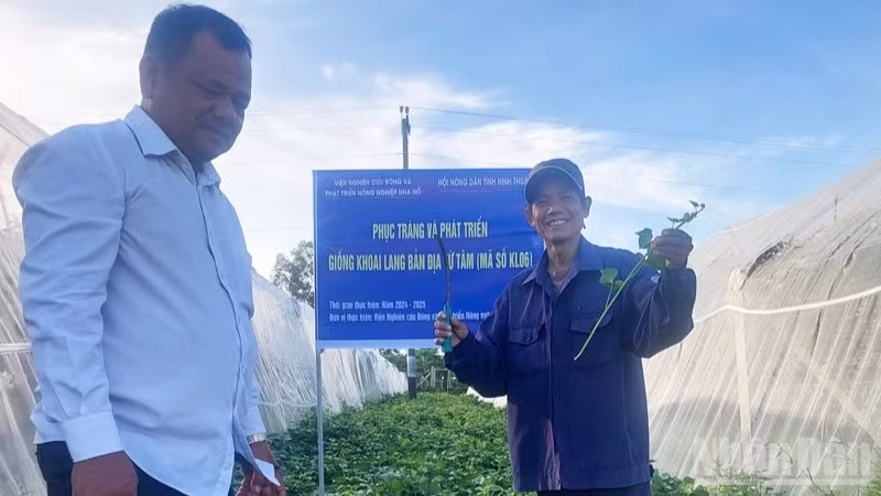 Khu vực phục tráng và phát triển giống khoai lang bản địa Từ Tâm (mã số KL06) tại xã Ninh Phước, tỉnh Khánh Hòa. (Ảnh: NGUYỄN TRUNG)