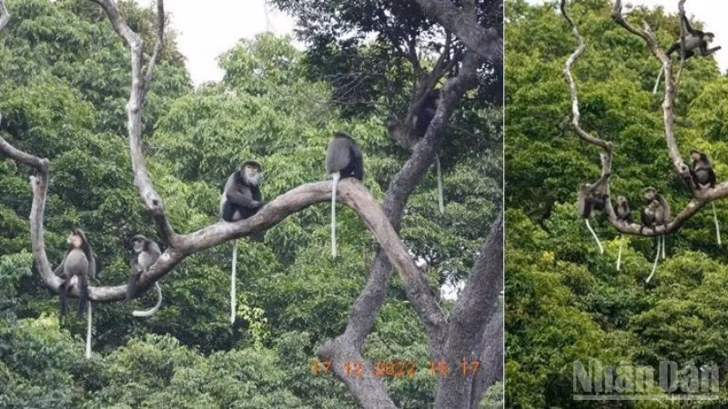 Voọc Chà vá chân đen lưu trú trong những cánh rừng nguyên sinh thuộc Vườn quốc gia Núi Chúa và Vườn quốc gia Phước Bình. (Ảnh: Đơn vị cung cấp)