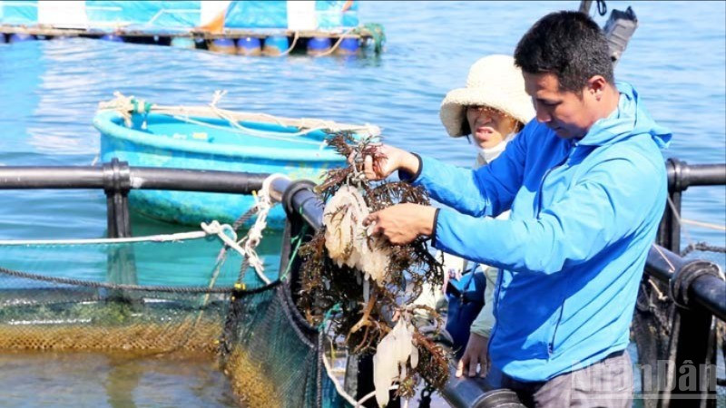 Mô hình "Nhân giống và nuôi mực trong môi trường bán tự nhiên” bằng lồng nhựa HDPE tại xã Vĩnh Hải. ndo_br_1-1378.jpg