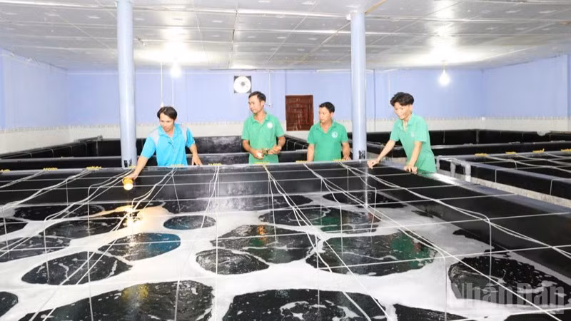 Bộ phận kỹ thuật của Công ty trách nhiệm hữu hạn Sản xuất giống thủy sản Tuấn Hà, xã Vĩnh Hải, tỉnh Khánh Hòa kiểm tra quá trình sinh trưởng của tôm giống trong thời gian ươm dưỡng. (Ảnh: NGUYỄN TRUNG).