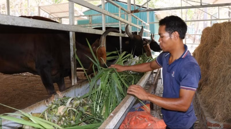 Nhân viên Vườn Quốc gia Núi Chúa-Phước Bình, tỉnh Khánh Hòa, chăm sóc đàn bò tót lai đang nuôi dưỡng. (Ảnh: NGUYỄN TRUNG)