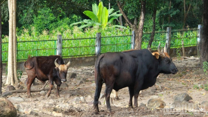 Càng lớn, đàn bò tót lai càng bộc lộ nhiều nét giống bò tót rừng, như sừng cong, dài đều 2 bên, không có nọng phía dưới cổ như bò nhà. ndo_br_image-1-98-7035.jpg
