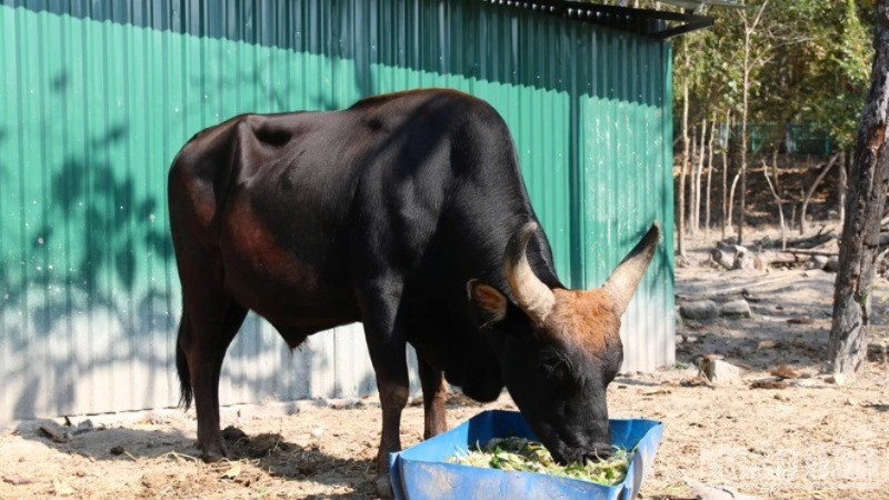 Con bò có thể hình vạm vỡ nhất đàn nặng gần 500kg, gấp hai lần so bò nhà. ndo_br_image-1-99-9448.jpg
