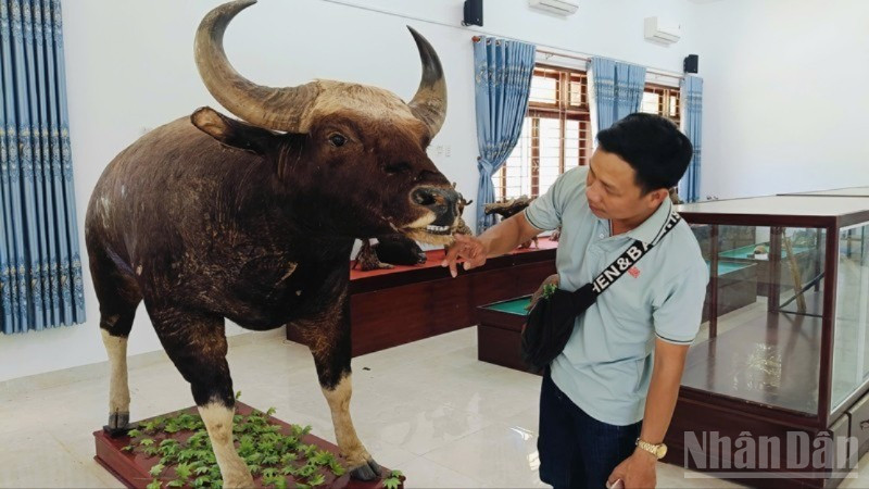 Tiêu bản con bò tót cha được trưng bày giới thiệu Vườn Quốc gia Núi Chúa-Phước Bình, tỉnh Khánh Hòa (mới), phục vụ du khách và giáo dục đa dạng sinh học. ndo_br_image-1-96-8124.jpg